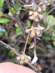 Helichrysum lanceolatum