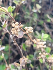 Helichrysum lanceolatum