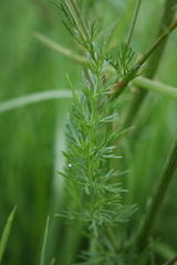 Carum carvi