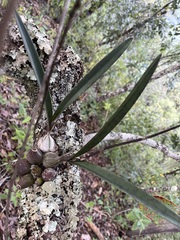 Encyclia