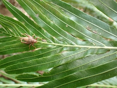 Matuanus