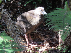 Gallirallus australis australis