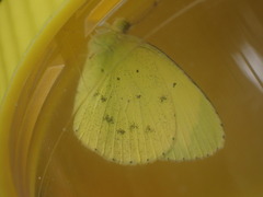 Eurema smilax