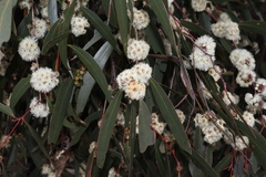 Eucalyptus radiata
