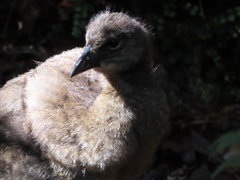 Gallirallus australis australis