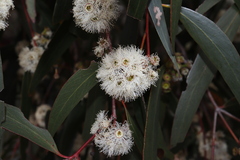 Eucalyptus radiata