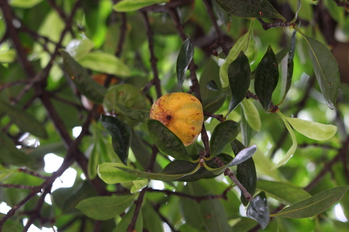 Garcinia cowa observed 2022-08-25