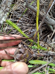 Protea angustata