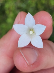 Wahlenbergia albomarginata