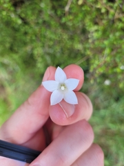 Wahlenbergia albomarginata