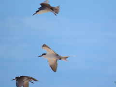 Onychoprion fuscatus