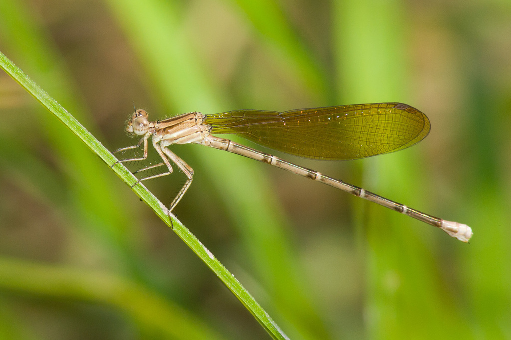 Golden-winged Dancer
