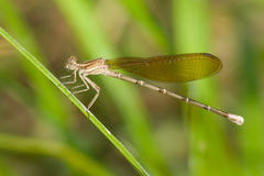 Argia rhoadsi