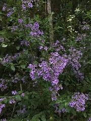 Prostanthera melissifolia