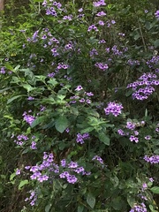 Prostanthera melissifolia