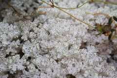 Pulchrocladia retipora