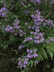 Prostanthera melissifolia