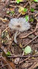 Lanatulae