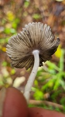 Lanatulae