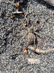 Anoteropsis litoralis