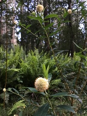Pimelea ligustrina