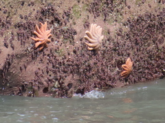Stichaster australis