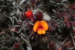 Pultenaea humilis