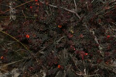 Pultenaea humilis
