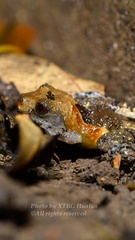 Theloderma albopunctatum