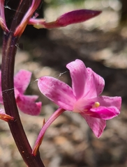 Dipodium roseum