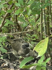 Pterorhinus perspicillatus
