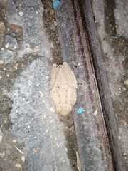 Osteopilus dominicensis