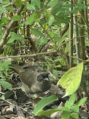 Pterorhinus perspicillatus