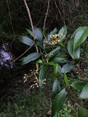 Parsonsia brownii