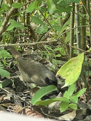 Pterorhinus perspicillatus