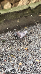 Streptopelia orientalis