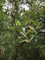 Parsonsia brownii