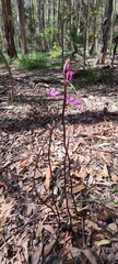 Dipodium roseum