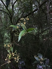 Parsonsia brownii