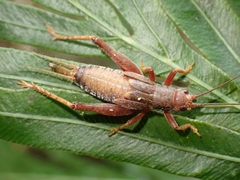 Matuanus