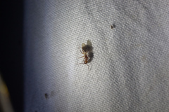 Dolichoderus diversus