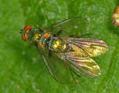 Chrysotus