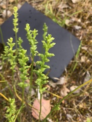 Microtis unifolia