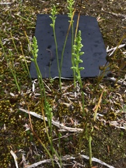 Microtis unifolia