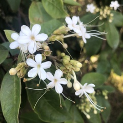 Clerodendrum tomentosum