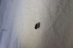 Anaplectidae