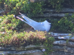 Sterna striata striata