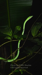 Ahaetulla prasina
