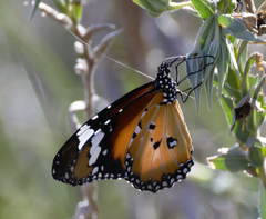Danaus petilia