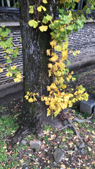 Ginkgo biloba